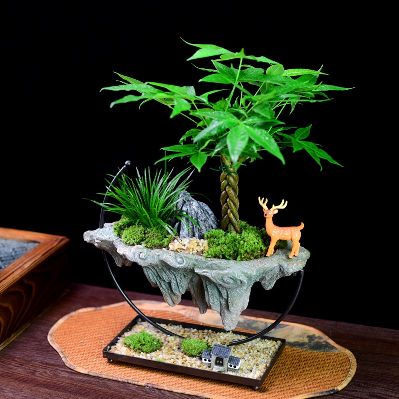 发财树盆栽富贵竹绿植室内文竹桌面办公茶室艺术盆景观赏摆件礼品