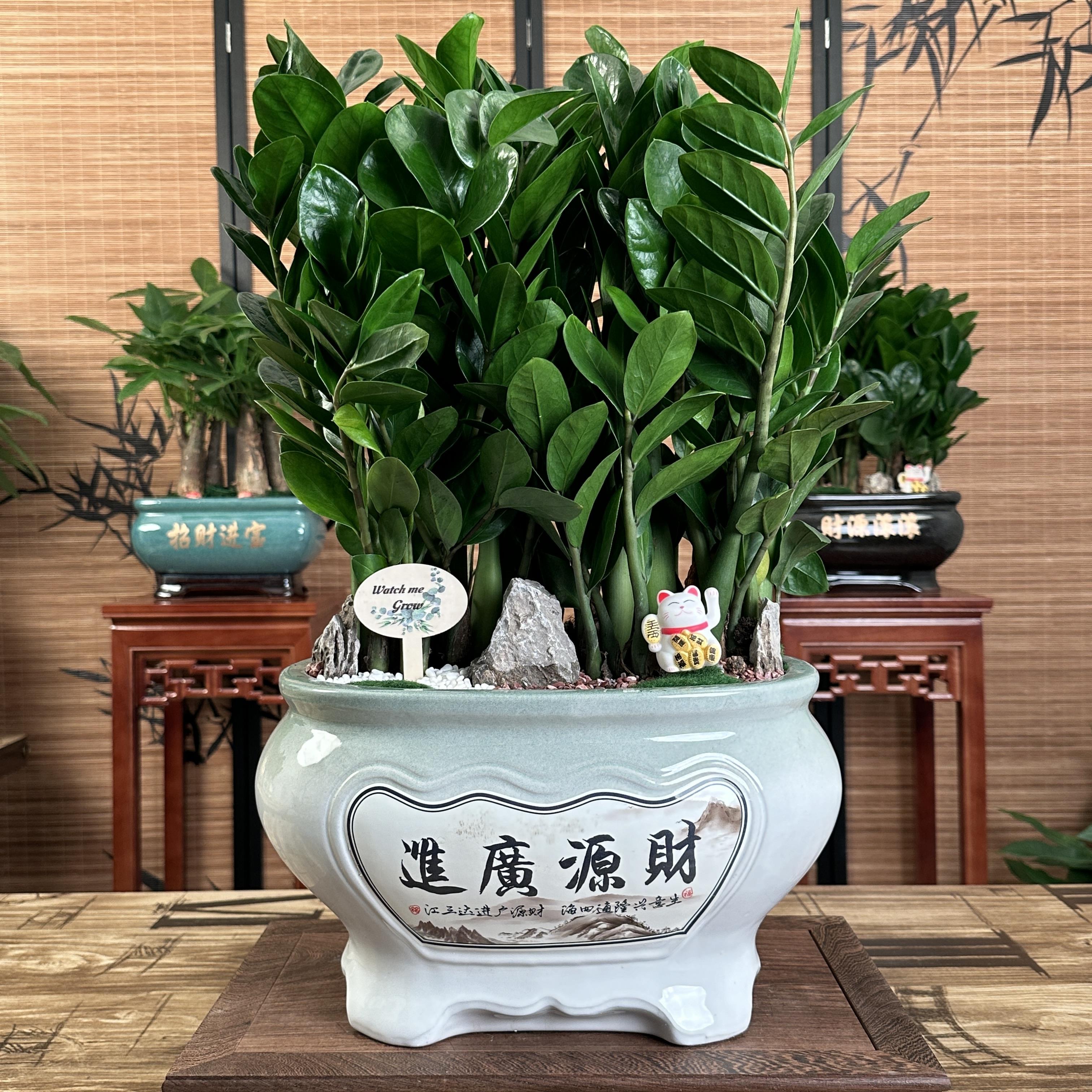 金钱树艺术造景组合盆栽吸附甲醛居家办公盆栽配精美高端陶瓷盆