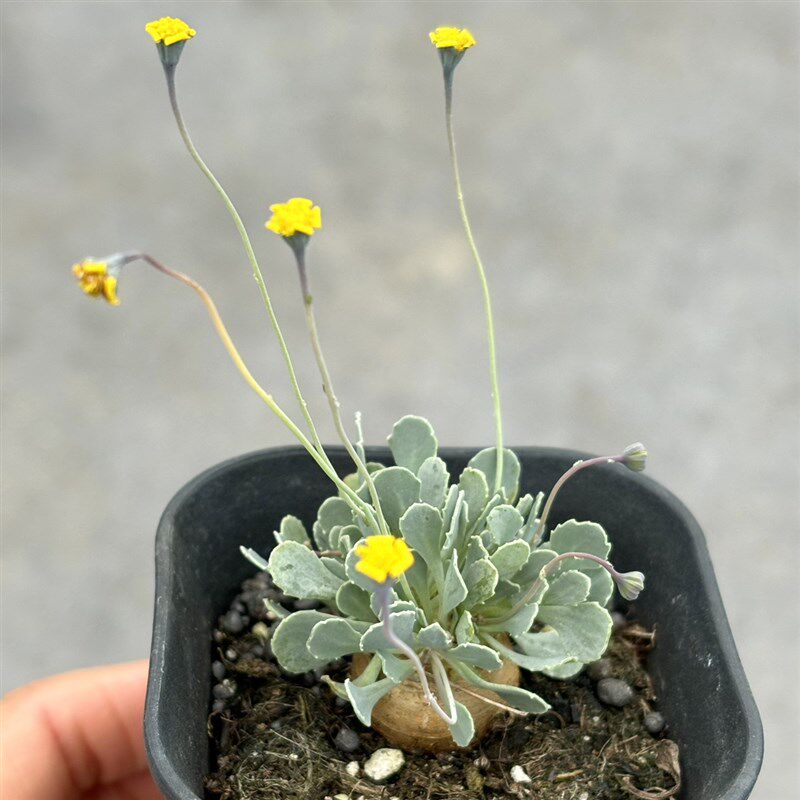 格加厚墩菊块根多肉植物 稀有块根 苏西的花园阳台迷你创意盆栽