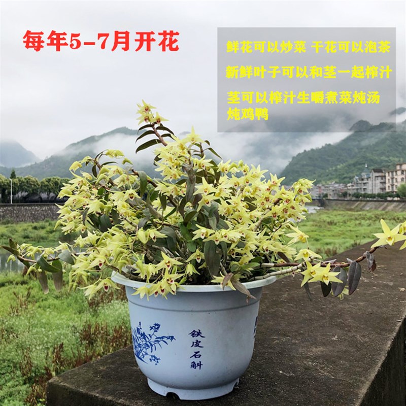 三年生铁皮石斛苗盆栽 铁皮枫斗 鲜条 红杆软脚 驯化苗大种苗盆景