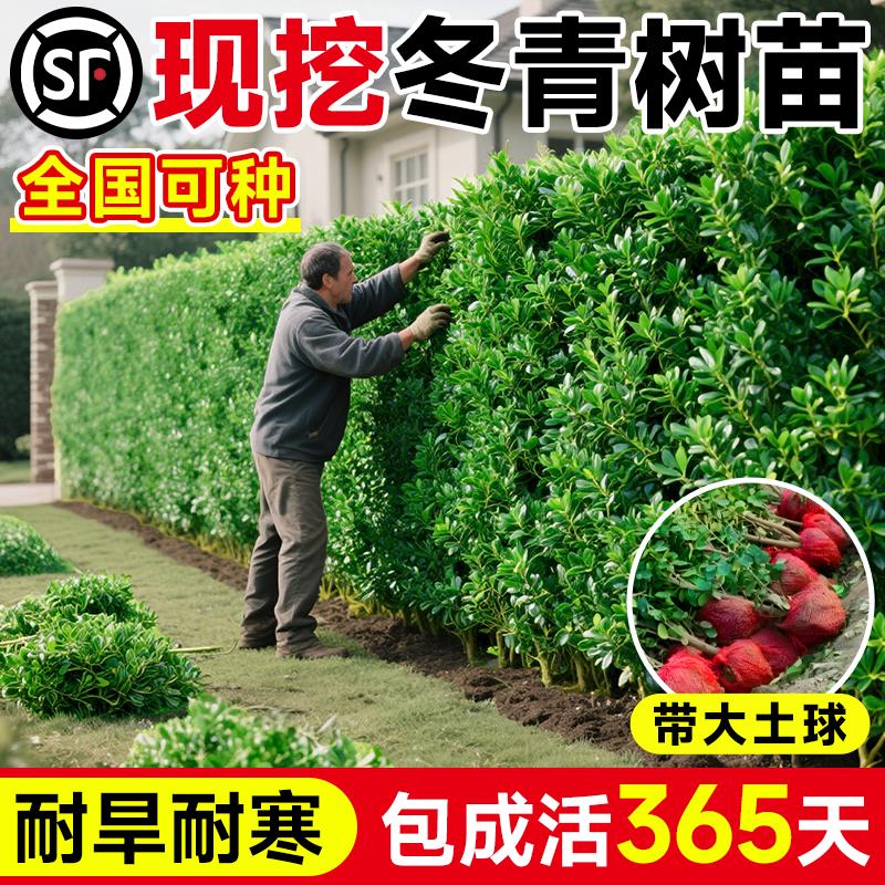 冬青树苗篱笆墙直立小叶黄杨庭院绿化植物室外风景树南北方种植树