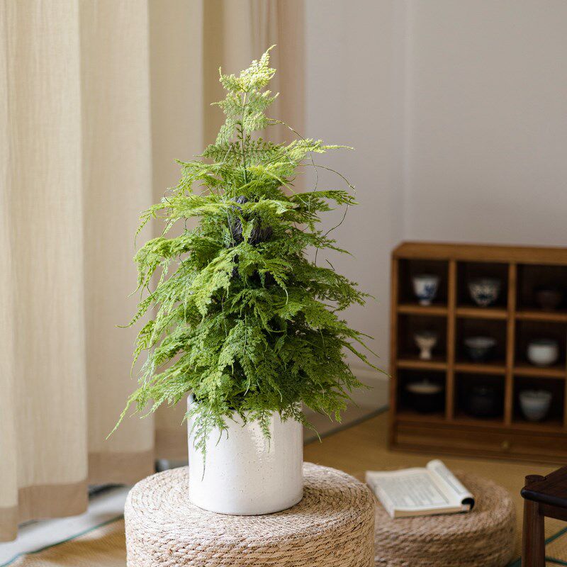 仿真香冠柏小香松盆栽植物圣诞树盆景仿生绿植办公室桌面香柏香味