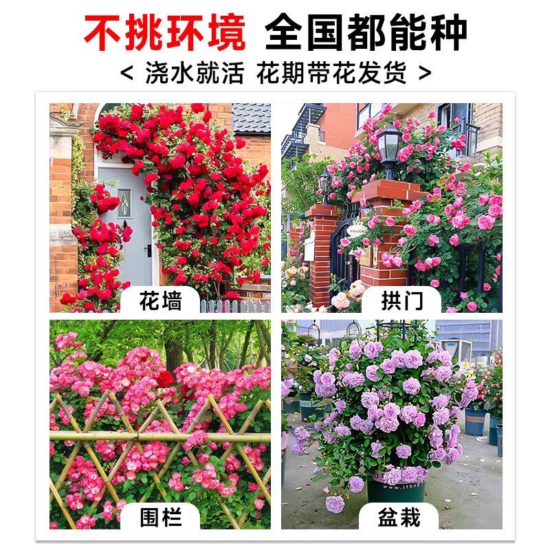 1米8母本蔷薇花苗爬藤月季植物四季开花庭院爬墙藤本室外花卉盆栽