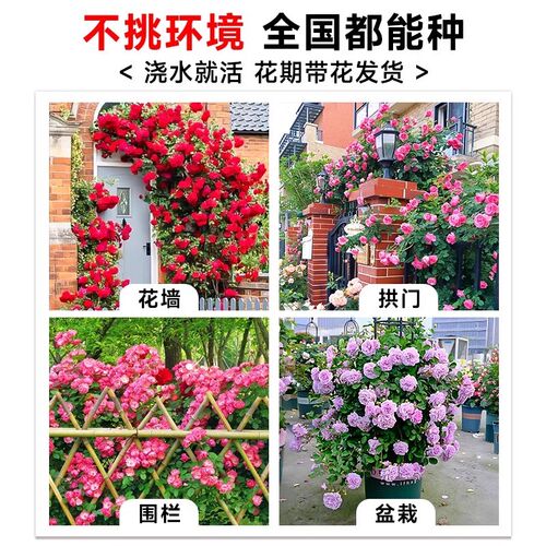 1米8母本蔷薇花苗爬藤月季植物四季开花庭院爬墙藤本室外花卉盆栽