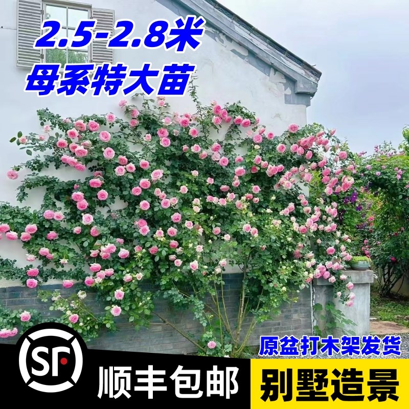 藤本月季特大爬藤蔷薇花苗老桩浓香玫瑰盆栽爬墙植物阳台庭院别墅