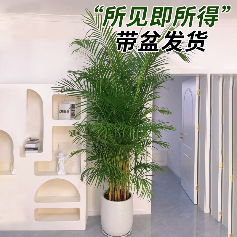 散尾葵植物盆栽客厅绿植凤尾竹大号客厅盆景大型老桩好养活四季