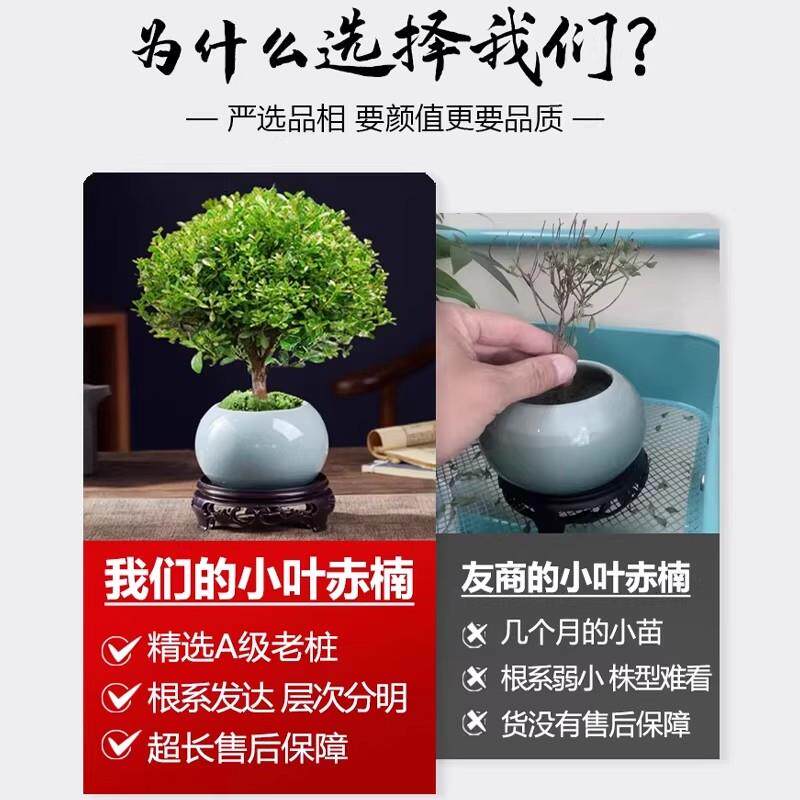 正宗小叶赤楠老桩树苗紫檀微景观办公室四季好养金丝楠木盆栽绿植