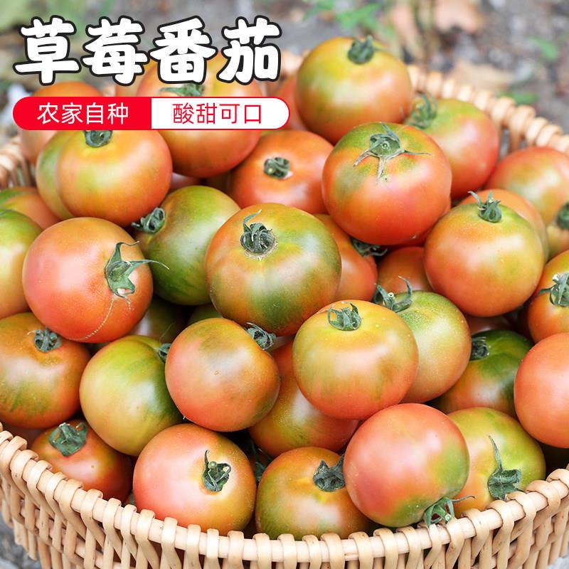 密云 铁皮柿子绿腚油柿子草莓番茄 番茄 酸甜多汁孕妇生吃4斤装