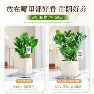 特级金钱树绿植办公室绿萝箩植物桌面小盆栽四季 常青净化空气好养