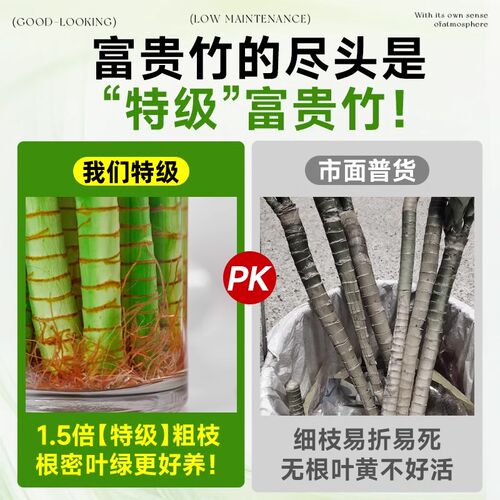 富贵竹水培绿植物室内客厅旺宅转运竹龙竹观音竹粗枝带根桌面盆栽