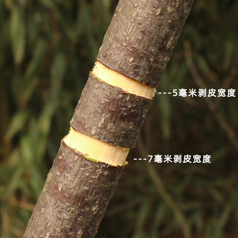 冬枣开甲环剥刀葡萄剥皮剪果树环割刀环切双层环剥钳子剥树皮神器