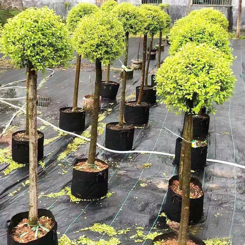 小叶女贞棒棒糖造型树球形苗庭院别墅绿化围墙植物观叶四季常青