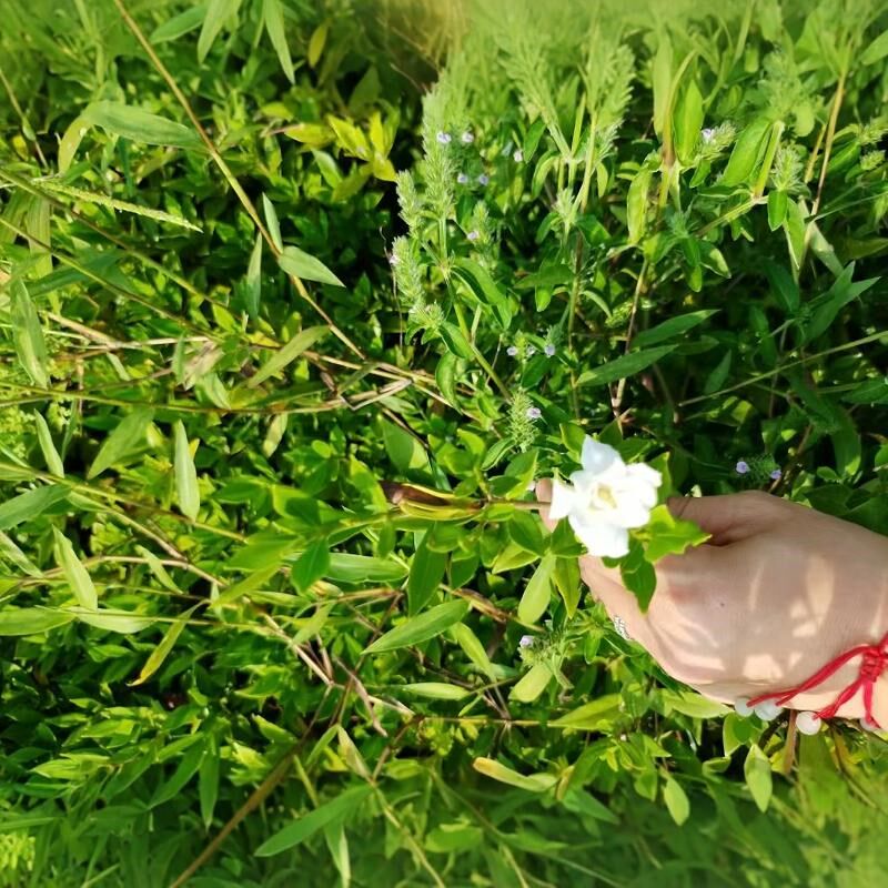 小叶栀子花苗重瓣庭院绿植苗好养活室内外阳开花小花型小叶桅子