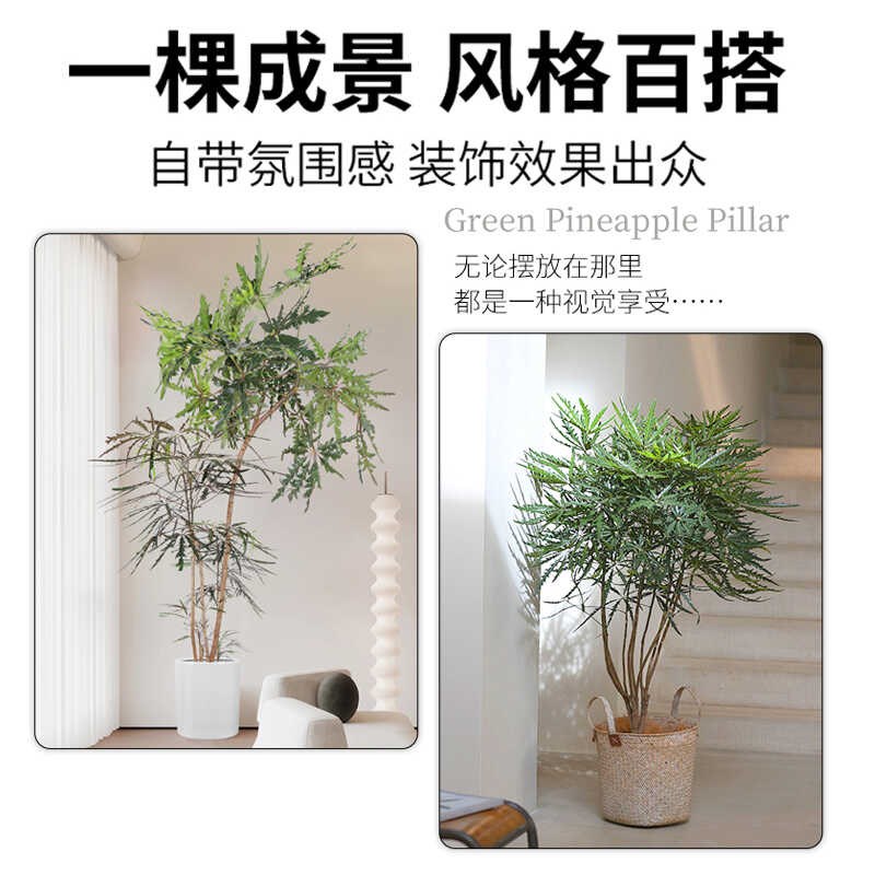 孔雀木绿植盆栽室内客厅旺宅植物办公室阳台乔迁送礼新房大型盆景