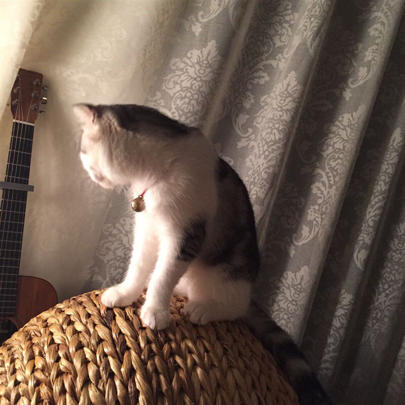 藤编猫窝香蕉叶夏季猫床猫爬架猫房猫屋宠物窝四季通用网红可拆洗