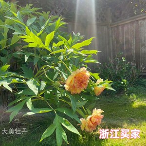 黄牡丹【金阁】晚花期 带香味 花重会垂头 花园庭院 洛阳重瓣牡丹