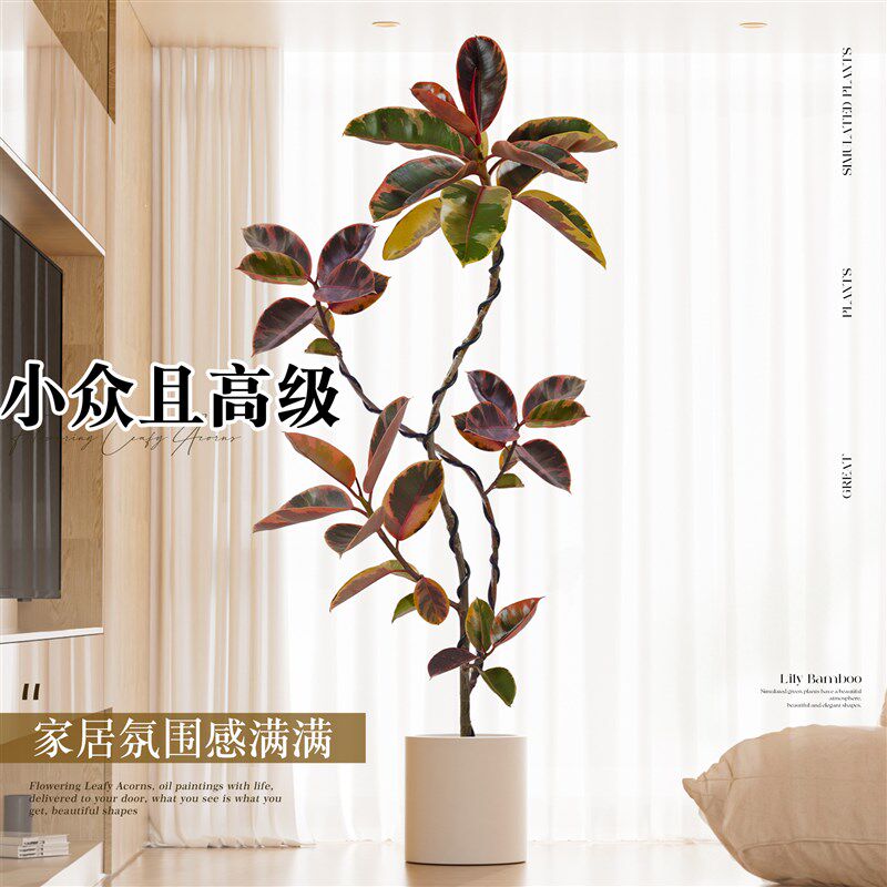 橡皮树客厅大盆栽花叶黑金刚客厅绿植室内大型好养落地禄植物真树