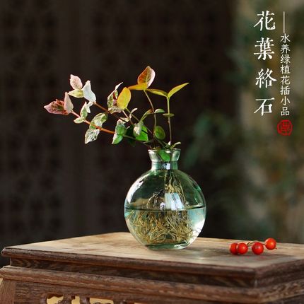 水培花叶络石铜钱草绿萝懒人植物办公室卫生间室内茶桌面耐阴绿植