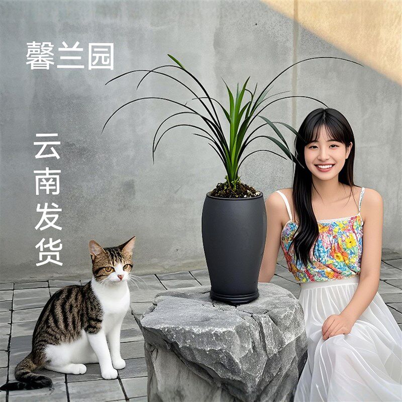 云南丽江石鼓大雪素兰花莲瓣兰露天老种纯白花特级名贵精品素花卉