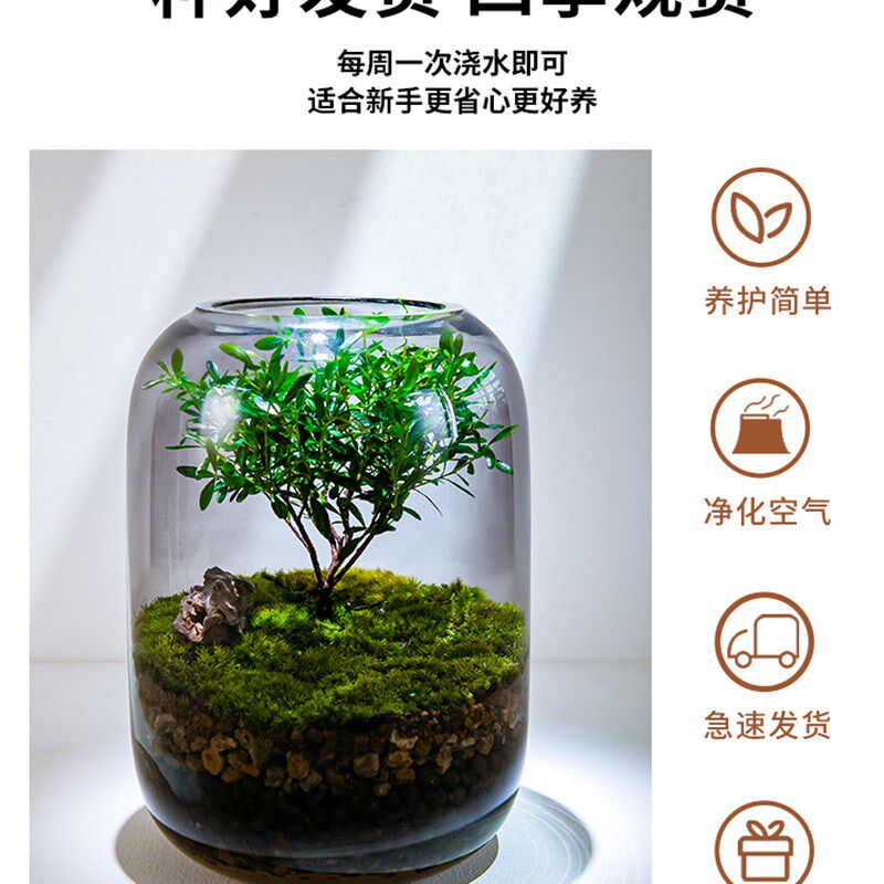 【生命之树】苔藓微景观创意桌面生态缸办公室生日乔迁祝福客厅