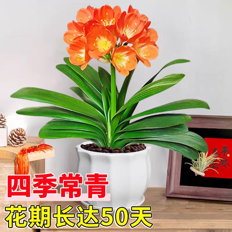 君子兰盆栽带花苞精品圆头和尚兰花大苗客厅室内桌面摆件名贵鲜花图片
