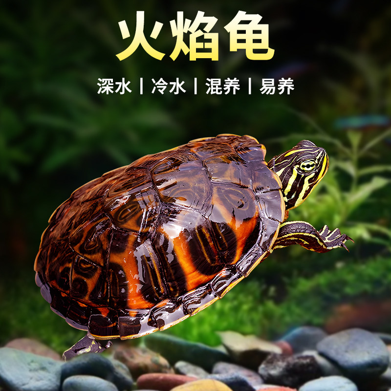 火焰龟乌龟活物鱼缸混养深水观赏龟高级家养小乌龟宠物黄耳龟冷水