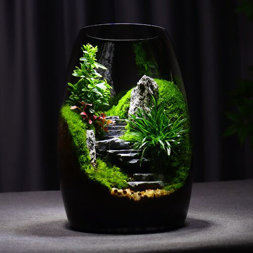 【步步高升】苔藓微景观生态瓶办公室桌面生态缸摆件绿植盆景礼物