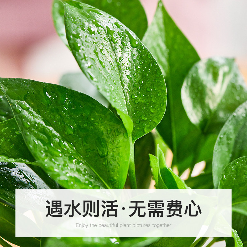 绿萝盆栽办公室内桌面植物花卉绿植水培大叶绿箩新房家用客厅好养图片