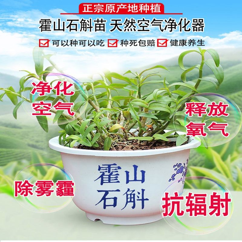 正宗霍山铁皮石斛苗3年室内绿植小盆栽兰花苗石斛鲜条枫斗苗盆景