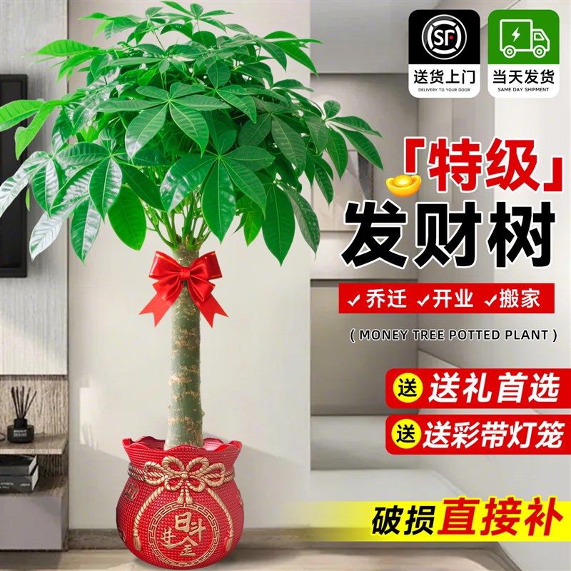 发财树大盆栽客厅大型绿植招财树办公室植物乔迁送礼室内高端大气