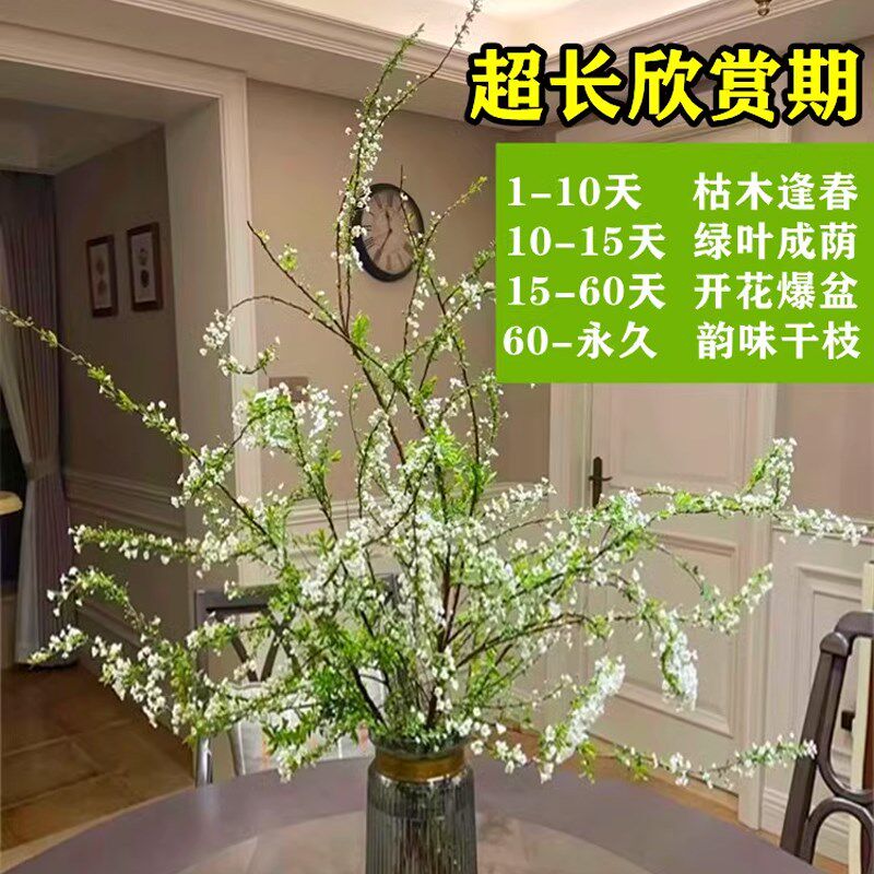 雪柳鲜枝带花苞干枝支水养插花水培绿植物鲜花卉室内盆栽龙柳好活