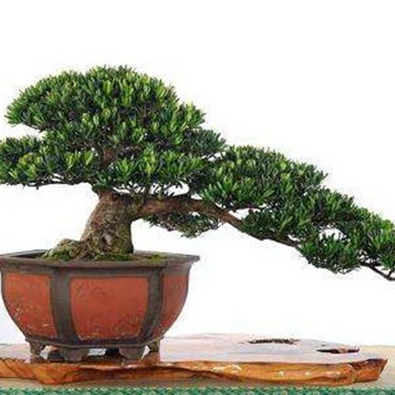 珍珠雀舌菊花芯贵妃元宝罗汉松盆景实物真树盆栽阳台庭院一物一拍