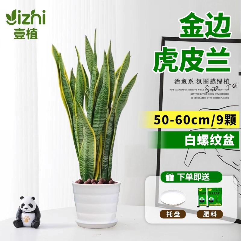 金边虎皮兰绿植客厅室内植物大盆栽办公室好养易活耐阴花卉虎尾兰