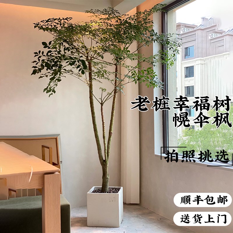 幌伞枫原生老桩大幸福树大型盆栽室内客厅绿植办公室植物庭院盆景