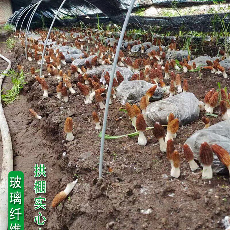新型小拱棚支架拱杆实心玻璃纤维棒塑料温室养殖农用蔬菜大棚骨架