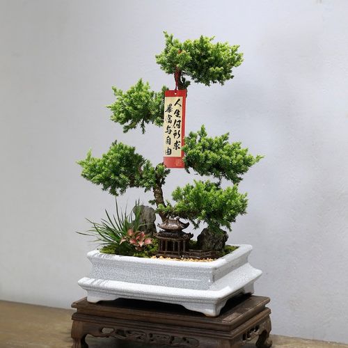 五层塔松盆栽造型地柏盆景植物室内书房茶室办公室桌面绿植送礼品