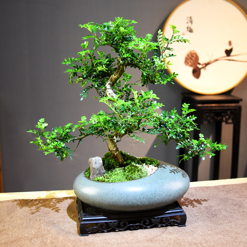 清香胡椒木盆栽绿植室内盆景植物办公室客厅桌面中式植物摆件好养