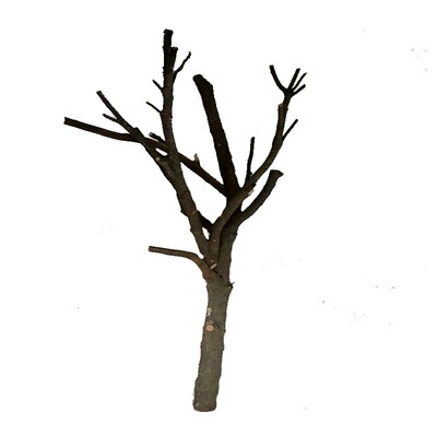 森系带香樟树干枝造型酒吧餐厅枯木摆件漫咖啡厅装饰干树枝去皮