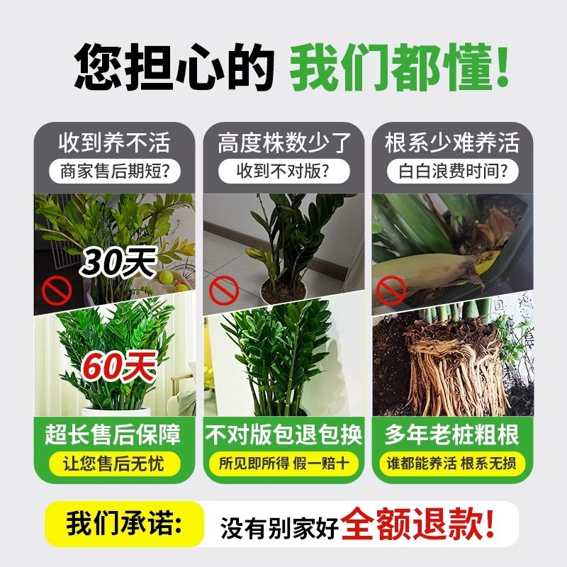 金钱树盆栽客厅大花盆旺宅树办公室内大型好养绿植物乔迁摇钱串子