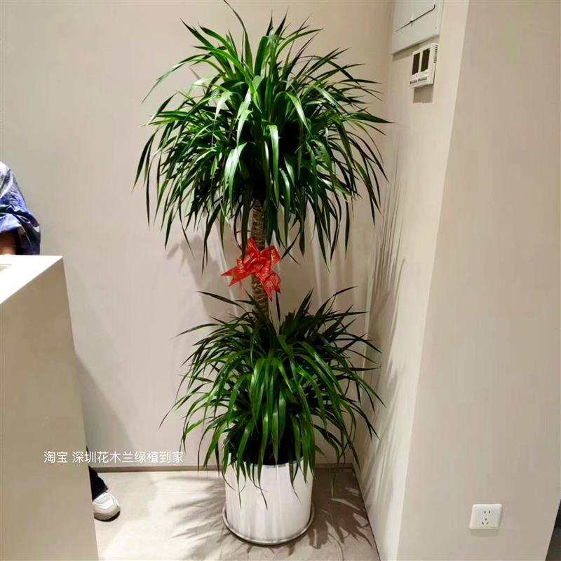 龙血树造型艺术盆栽客厅居家办公室招财好养活大型高颜值绿植深圳