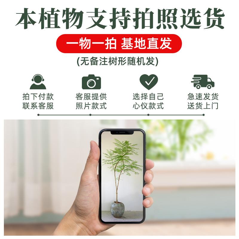 禅意造型蓝花楹盆栽大型绿植室内客厅电视柜落地造型真花植物盆景