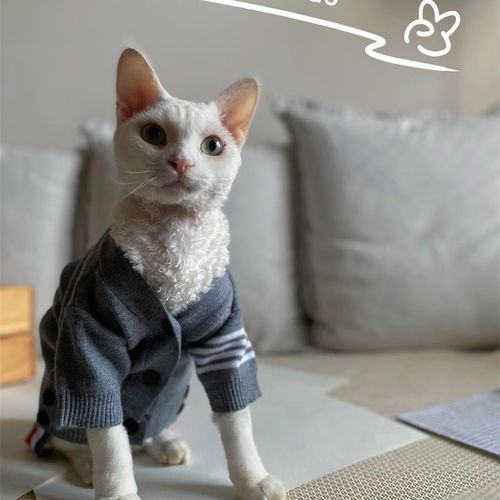 春秋斯芬克斯无毛猫德文衣服阿比西尼亚猫针织开衫猫咪狗狗外套潮