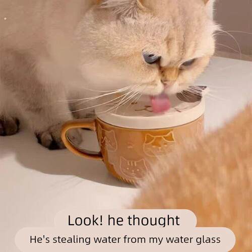 猫碗陶瓷猫咪大口径喝水水杯马克杯保护颈椎防黑下巴猫咪骗水神器