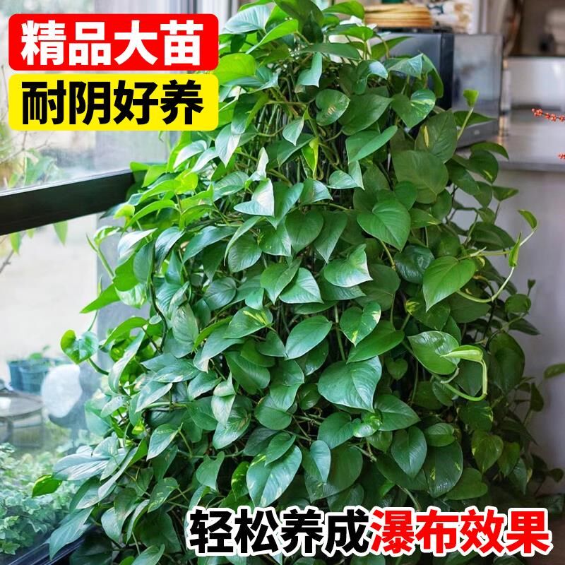 垂吊植物吊兰蕨类绿萝常春藤山乌龟盆栽室内阳台悬挂绿植四季好养