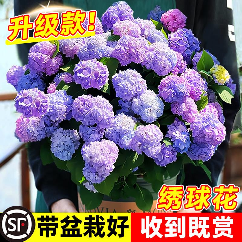 绣球花苗无尽夏大苗易活绣球花盆栽庭院好养的花卉植物室内花易活