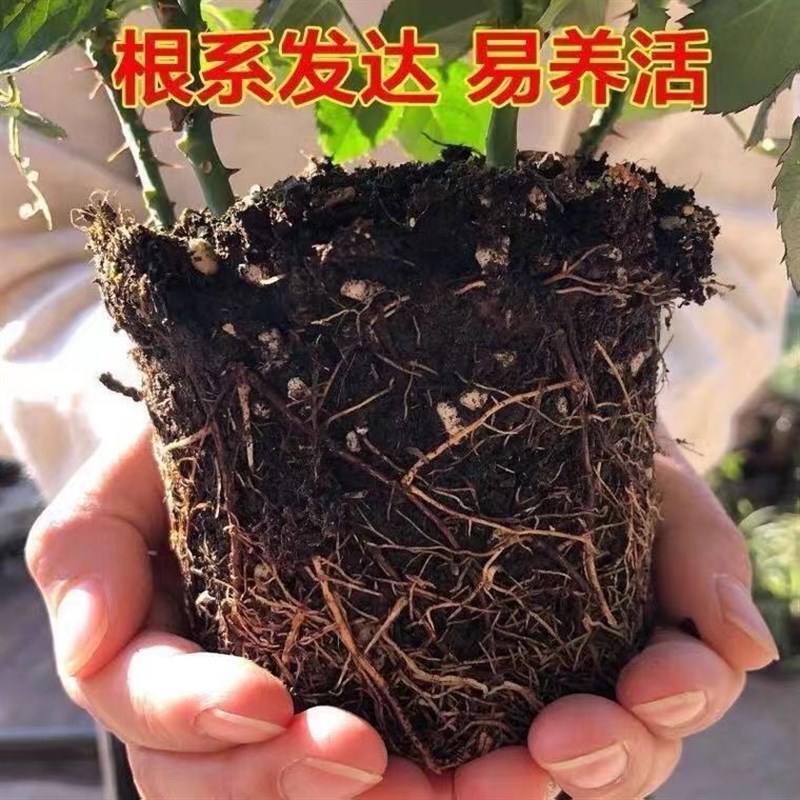 玫瑰花苗盆栽带花苞四季花开室内外好养活的绿植物月季苗花卉大全图片