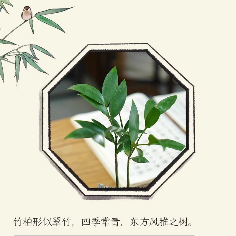 竹柏小盆景中式创意竹子盆栽办公室内书房茶室内耐阴好养桌面植物