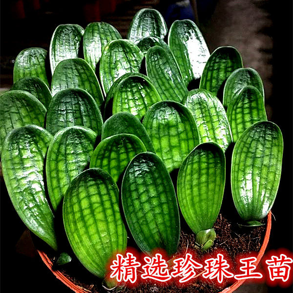 长春正道精选君子兰 国宝级珍珠王一号子代苗 宽圆头蜡膜花脸麻脸