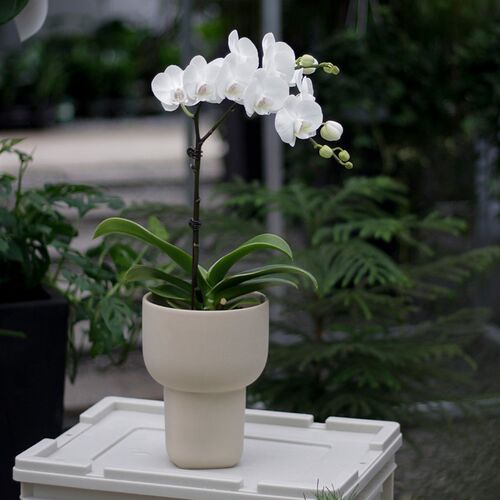 土生土长 白色蝴蝶兰室内桌面开花植物带花苞花卉兰花盆栽