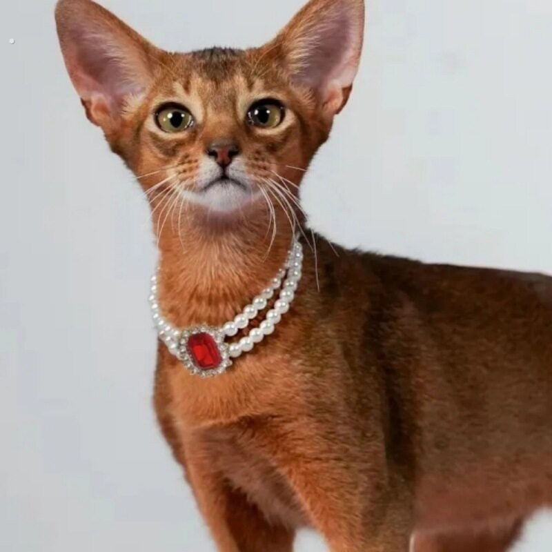 |轻奢彩色宠物双排竖款珍珠水钻项圈猫咪狗狗项链可调节可爱配饰